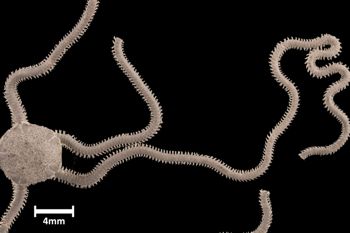 Media type: image;   Invertebrate Zoology OPH-1495 Aspect: dorsal-leg